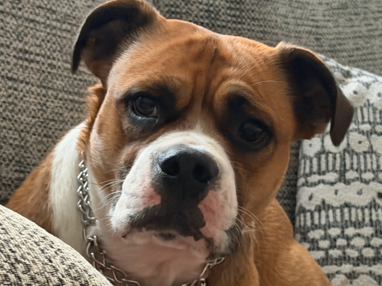 Beautiful cross staff/bulldog