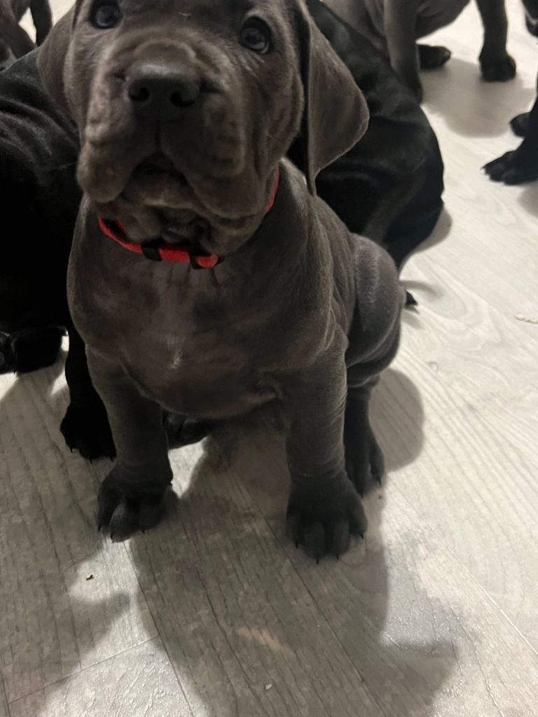 Cane corso 