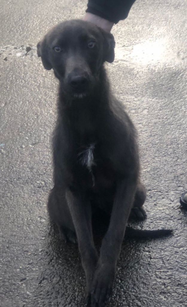 Boy collie bulk/whippet