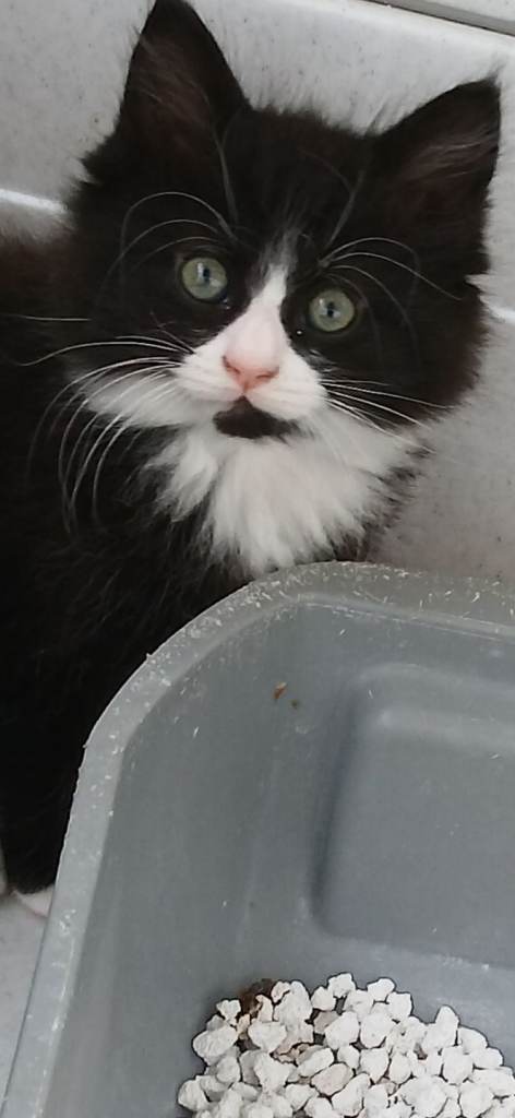 Maine coon xx kittens