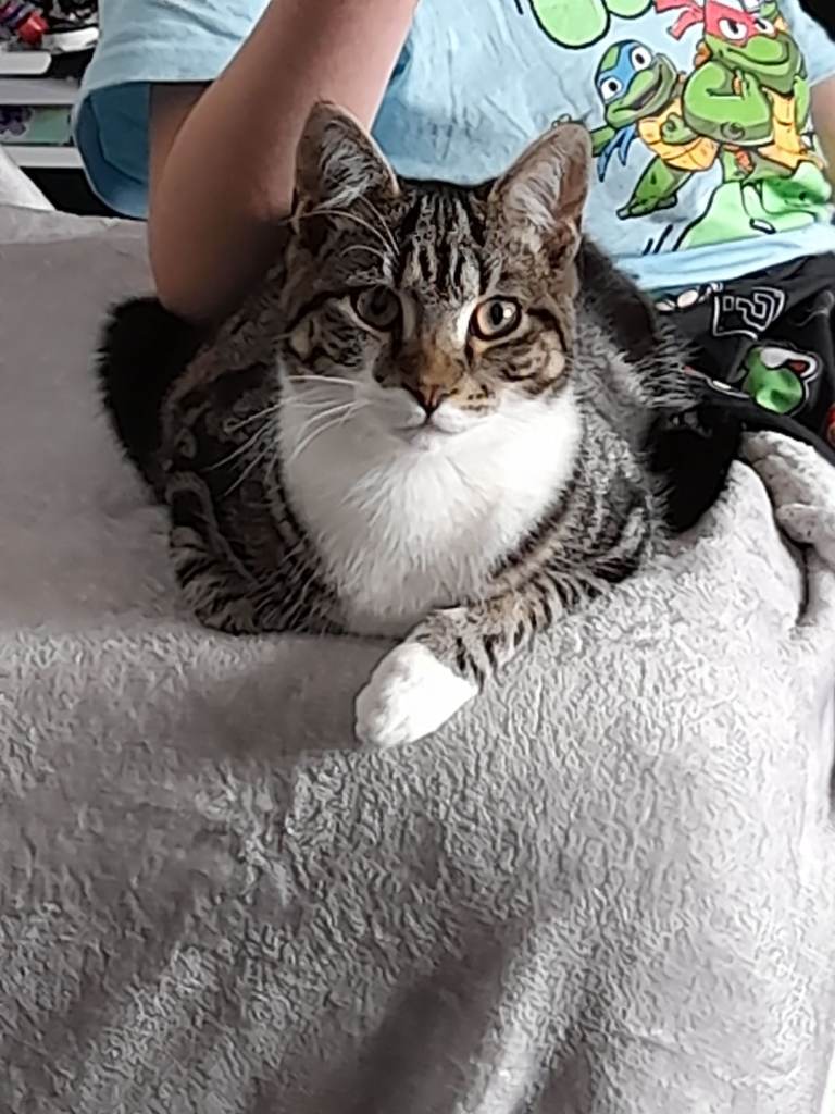 Male cat to be rehomed