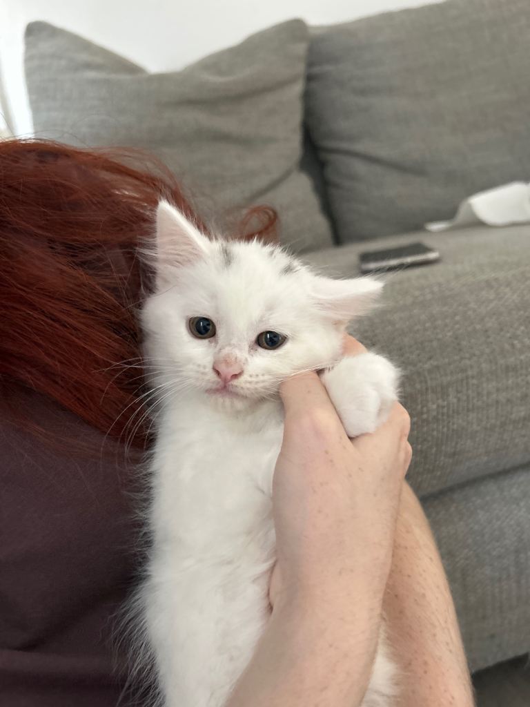 READY TO LEAVE Only 2 gorgeous kittens left  for sale 