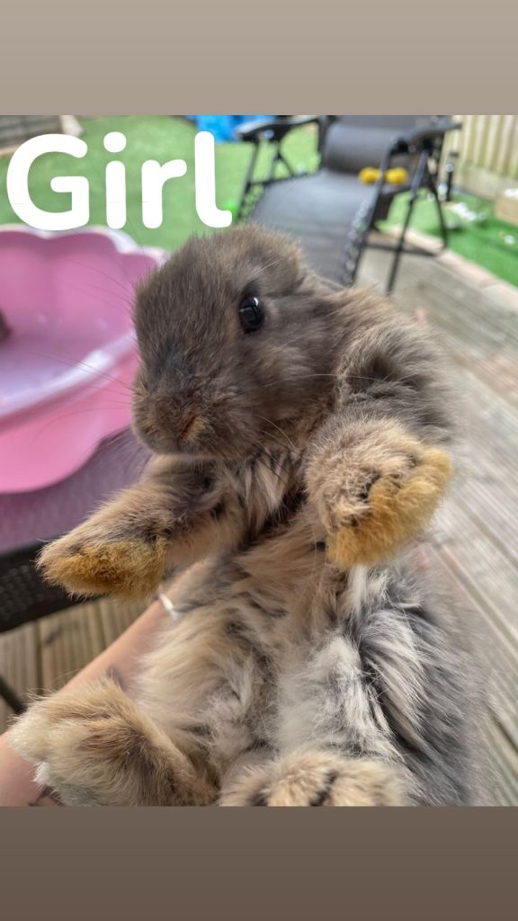 1 female rabbit left 