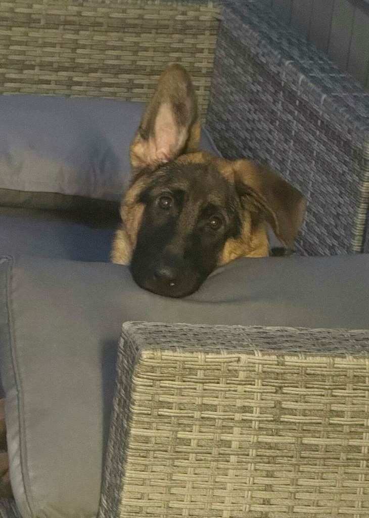 9 month old czech german shepherd puppy looking for forever home