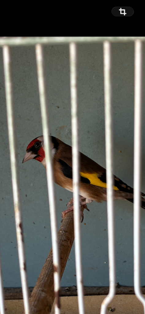 Gold finch and canarys 