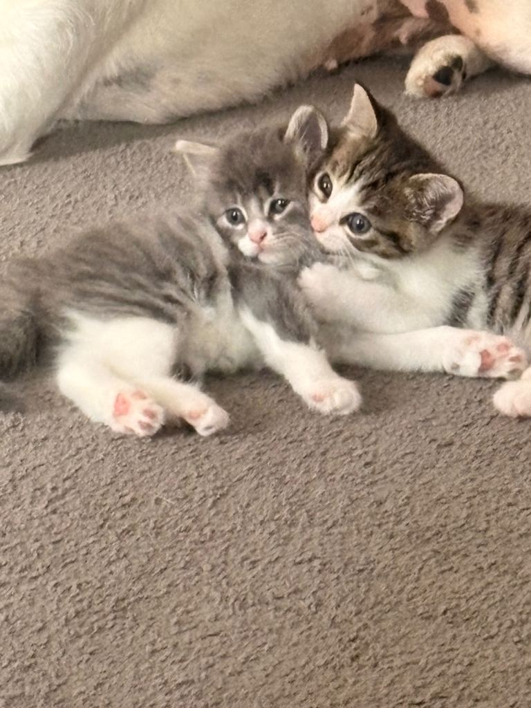 Two Kittens ready for a forever home 