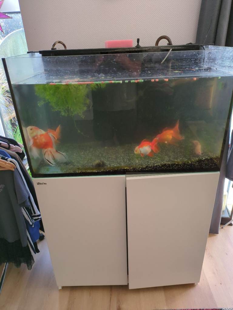 Fishtank 