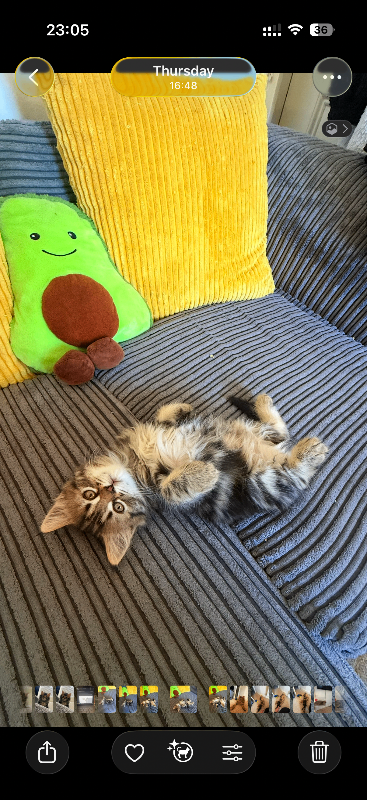 Lovely cats looking for new loving homes 