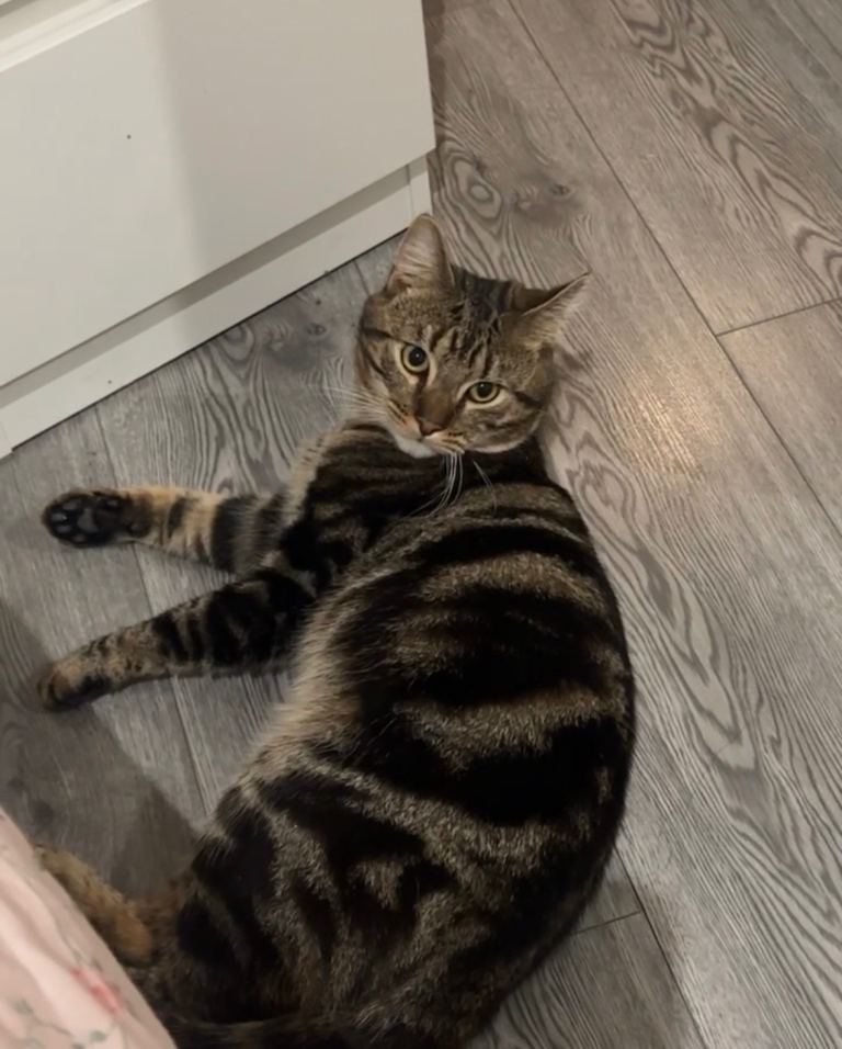 URGENT Tabby Male kitten