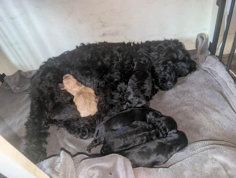 Cockapoo cross cavapoo puppies 