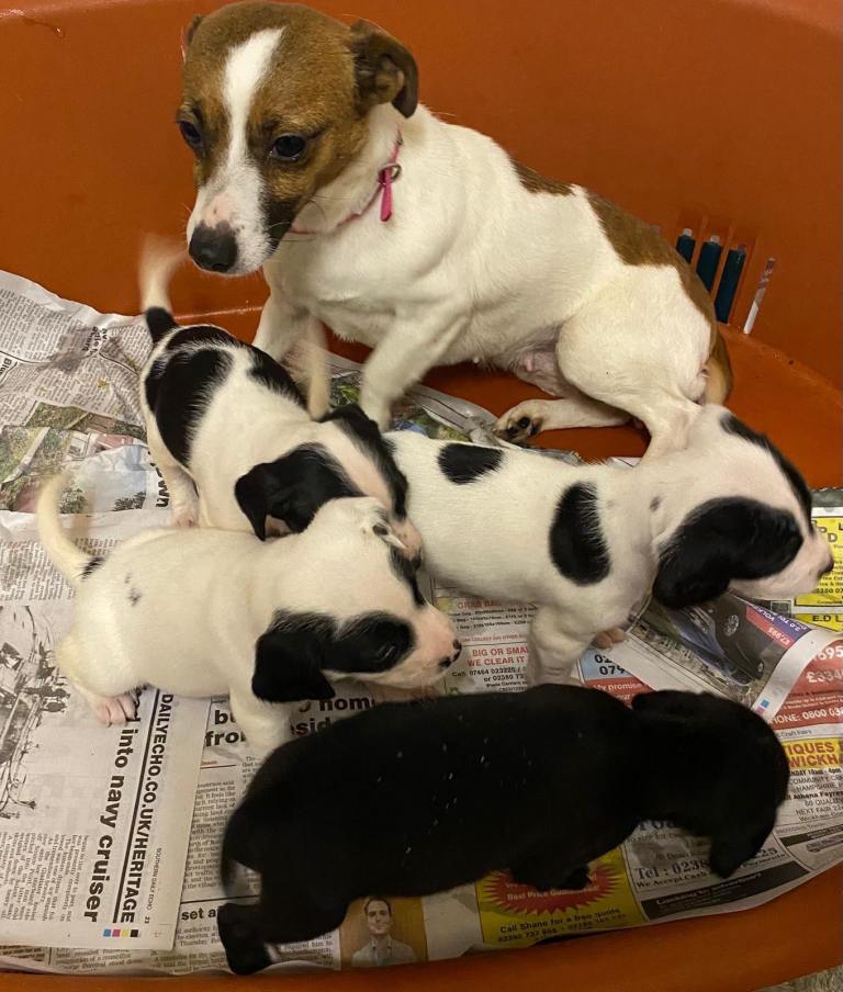 Jack Russell puppies 