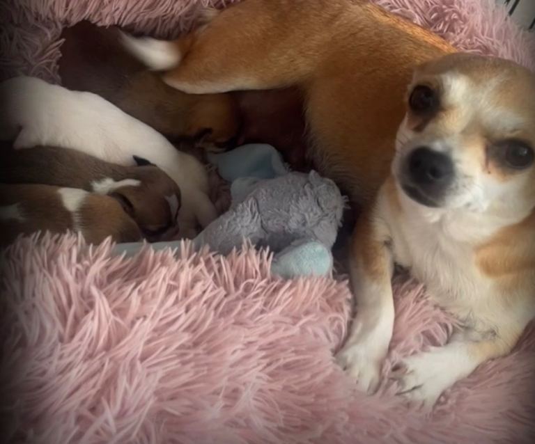 beautiful puppies