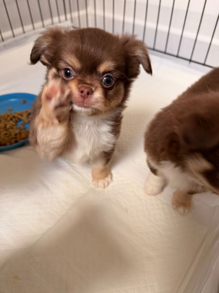 chihuahua puppies long coat
