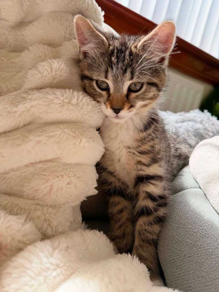 5 Kittens for adoption