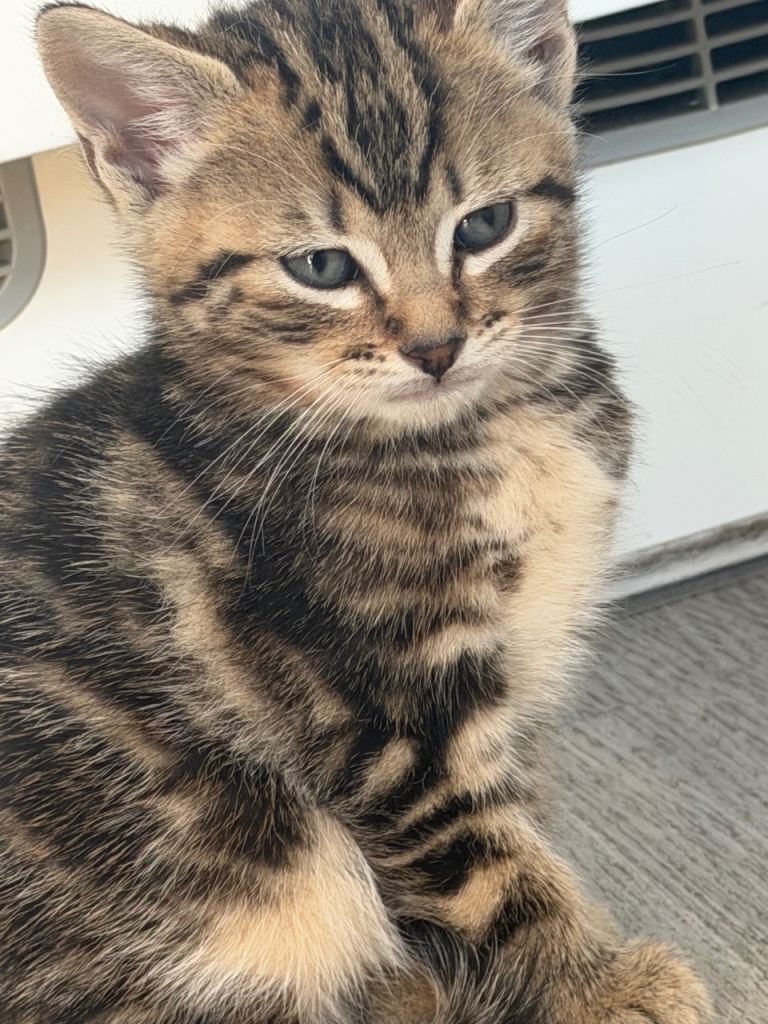 Adorable Kitten for Sale 🐱