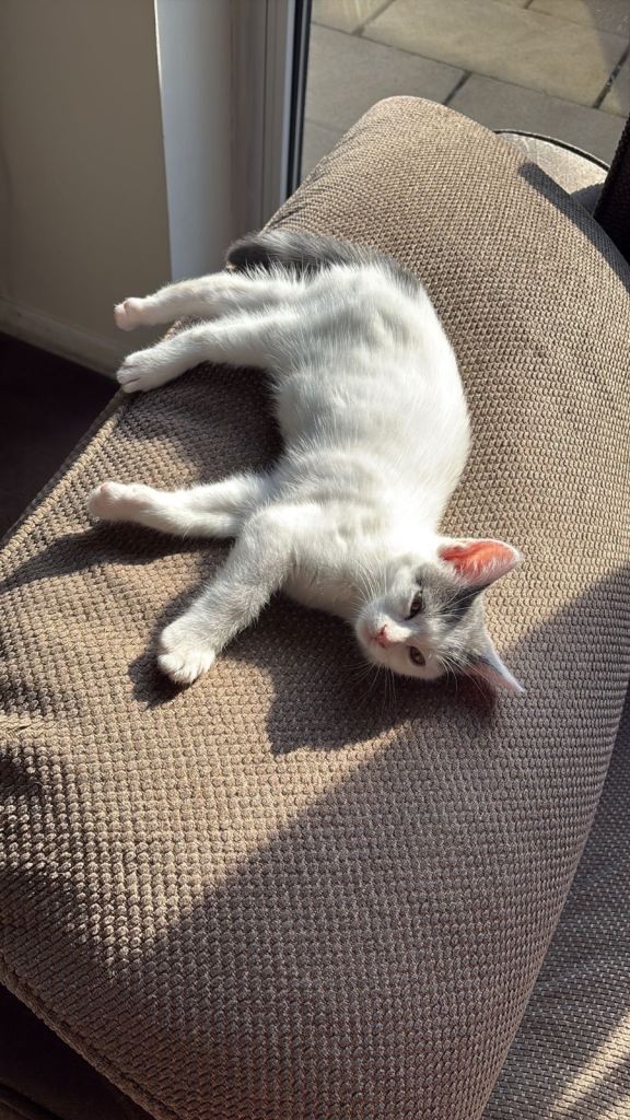 Last female Kitten for sale £150