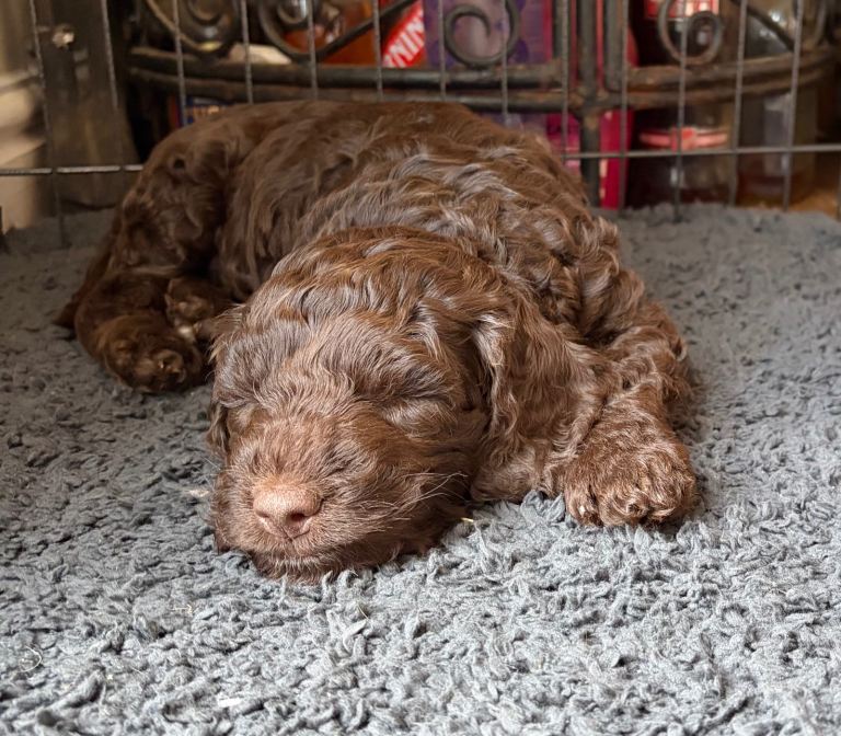 3 cockapoo puppy’s left