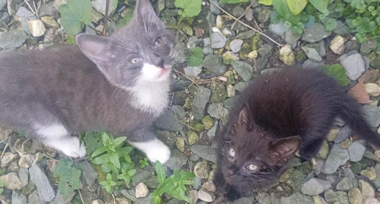 2 female kittens ready now