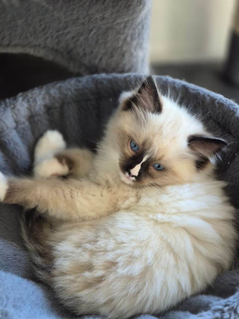 Ragdoll Kitten