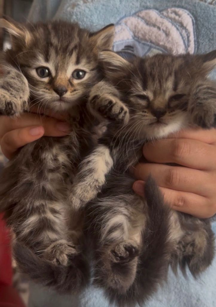 British Shorthaired