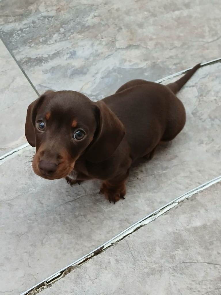 Miniature dachshund puppie