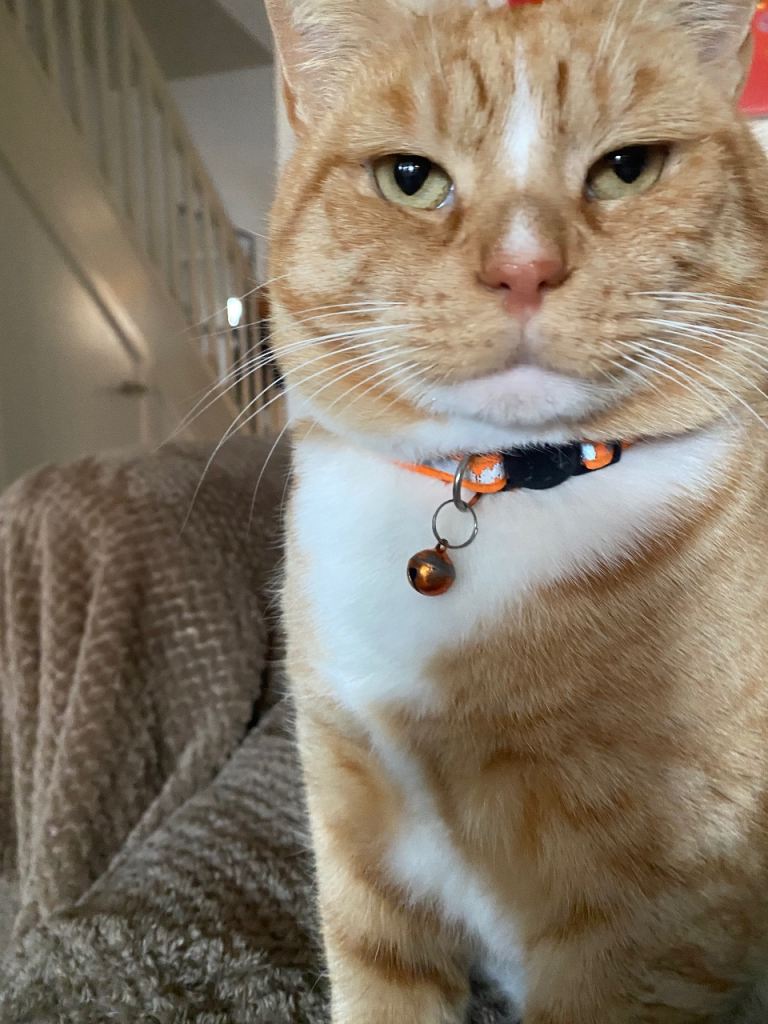 Ginger cat 
