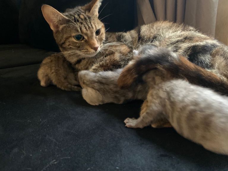 grey & ginger tabby tortie shell kittens 