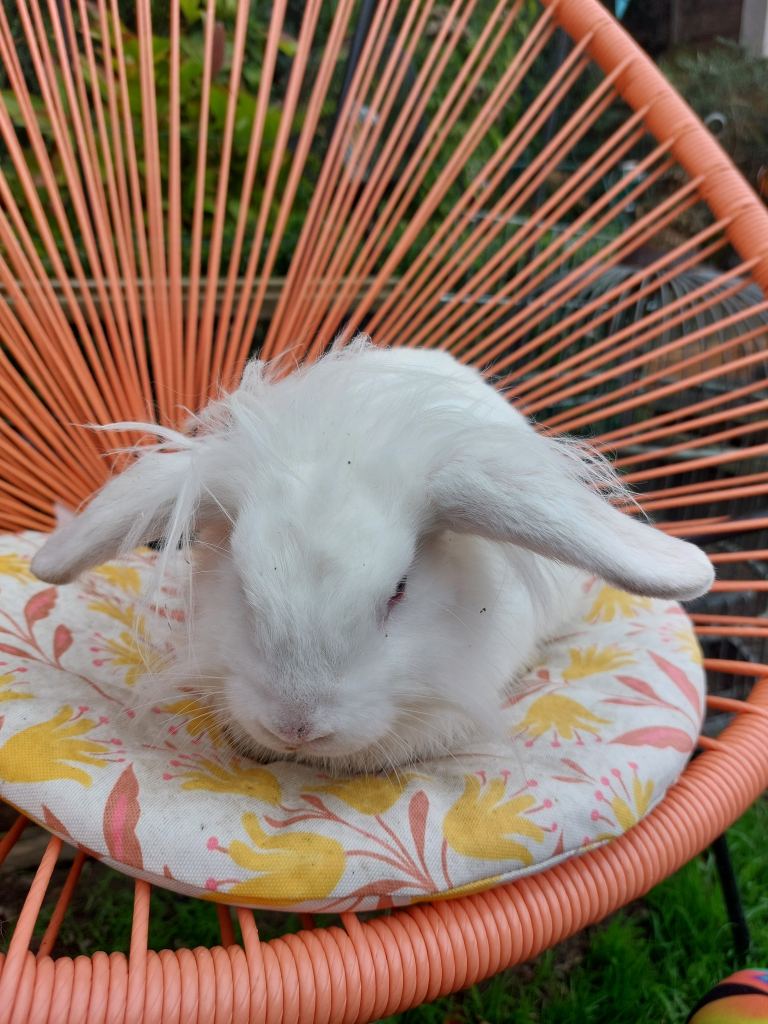 Male lionhead mix .rabbits 
