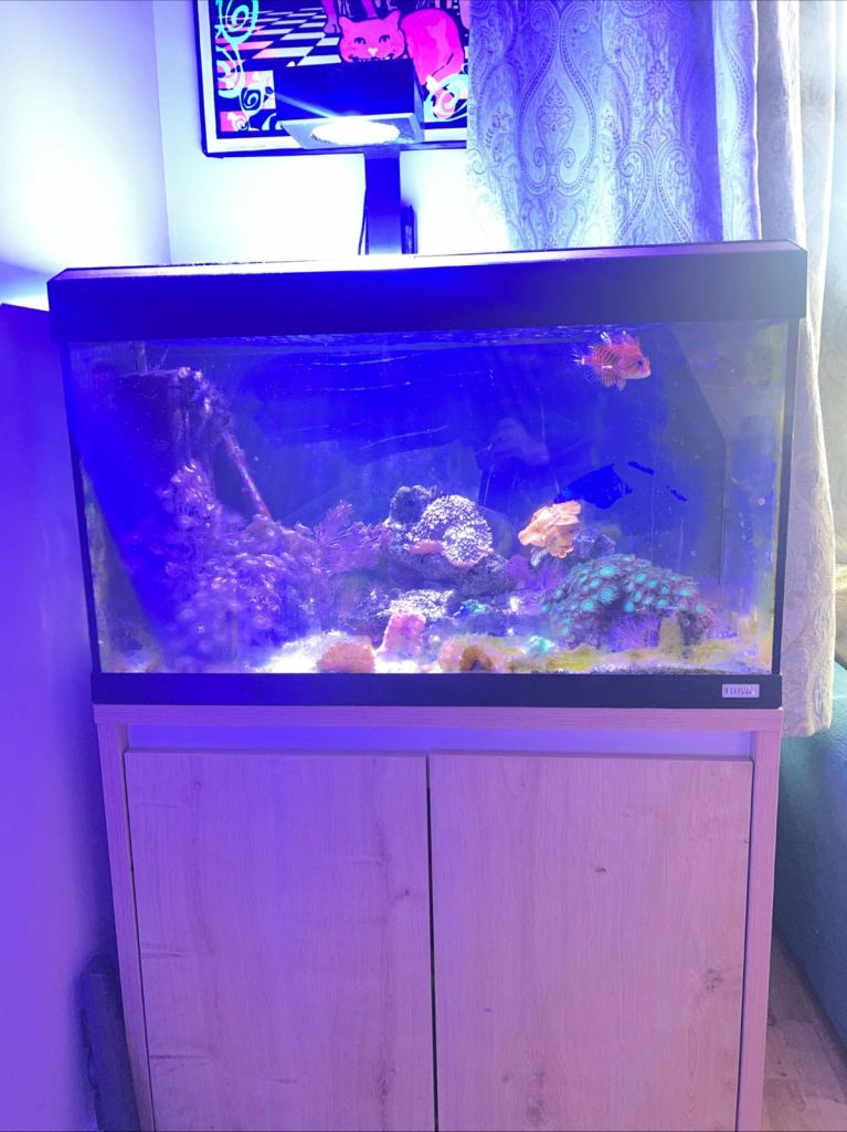 Marine Fish, Red Sea Equipment & Fluval Tank