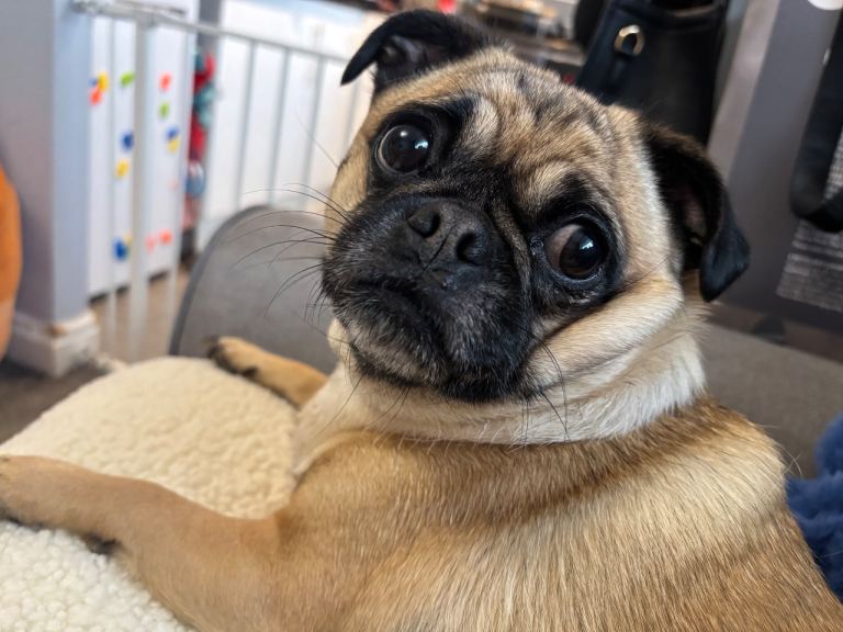 Pug x Chihuahua adult female