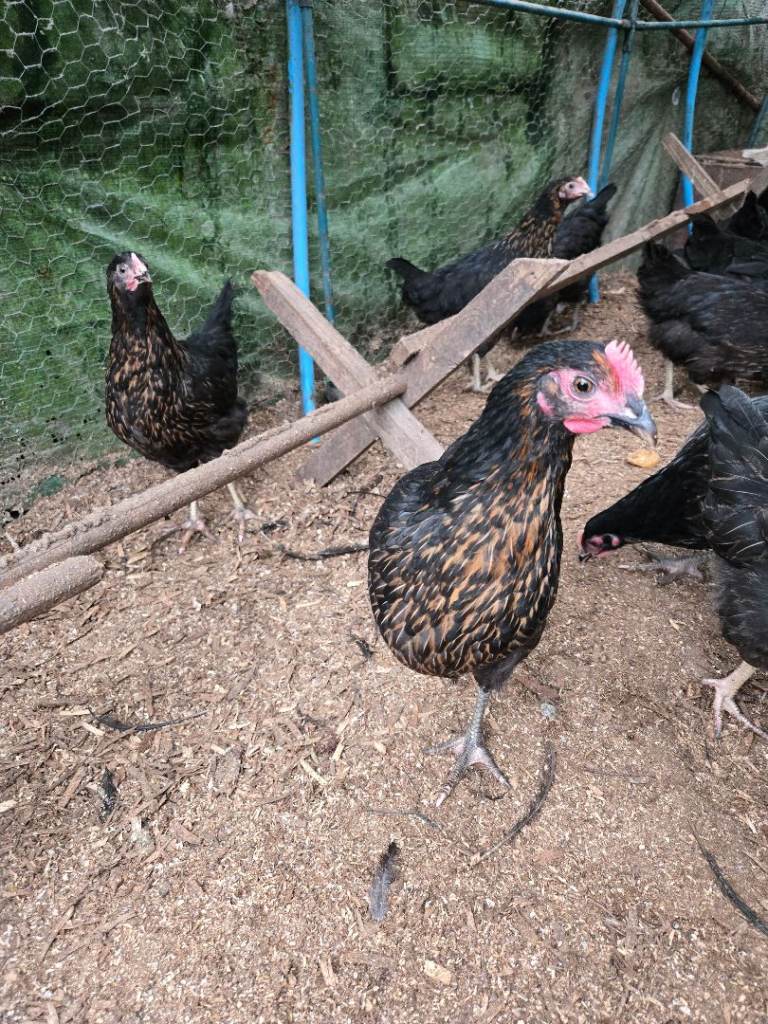 Blackrock Chickens 