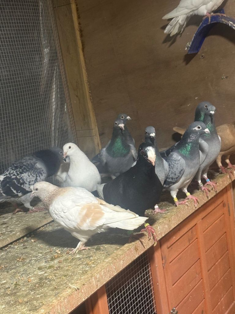 Racing pigeons with pedigree 