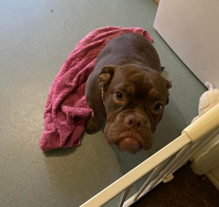 Old English/Cane Corso 