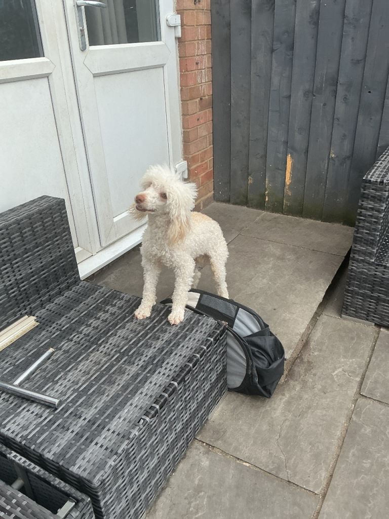 Miniature poodle 