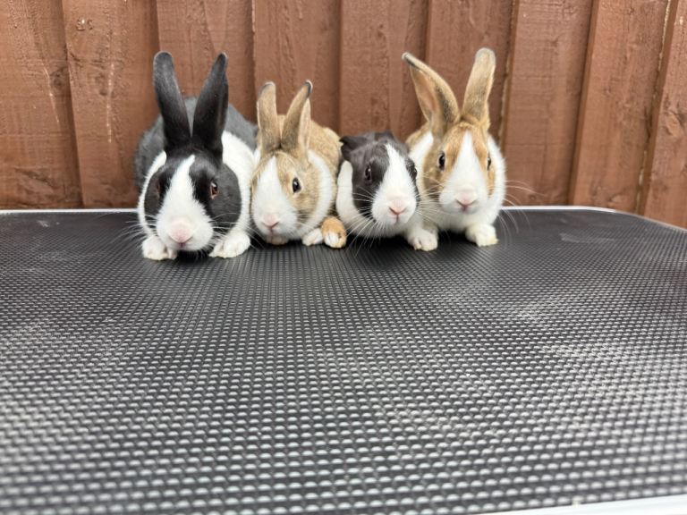 Baby Dutch Rabbits For Sale