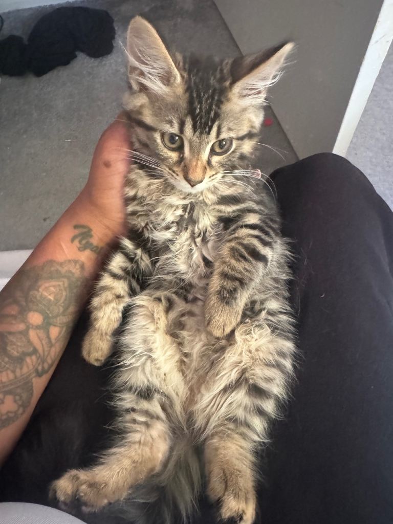 Beautiful Bengal Kitten – 16 Weeks Old – Ready to Leave Today