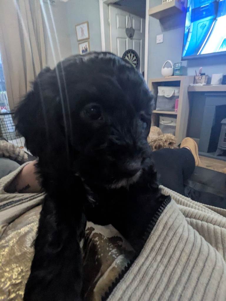 F2 miniature cockapoo puppies for sale