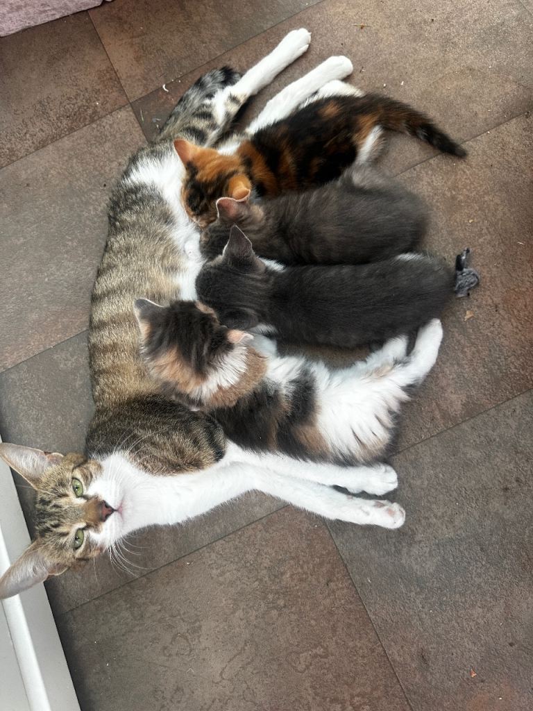 Kittens for sale 