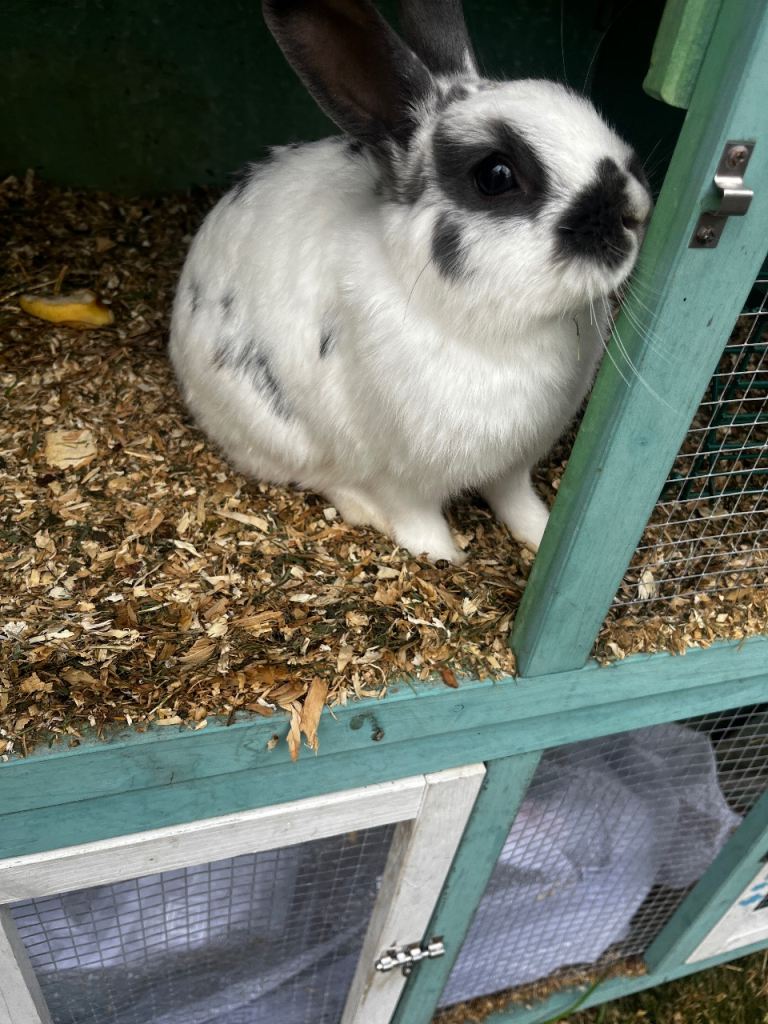 Adult rabbit 