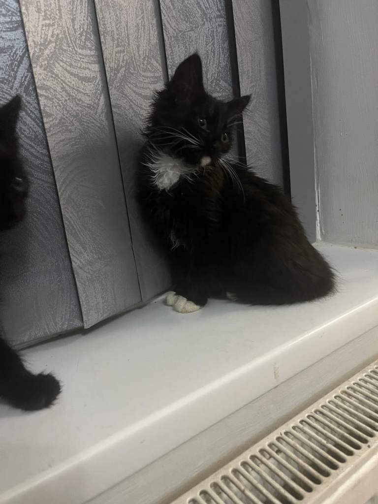  Tabby x Siberian  cat 