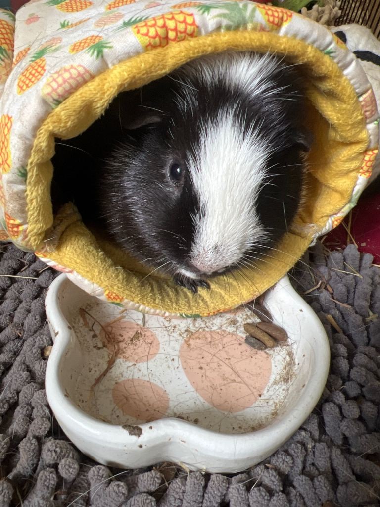 4 Guinea Pigs (2Males & 2 Females)