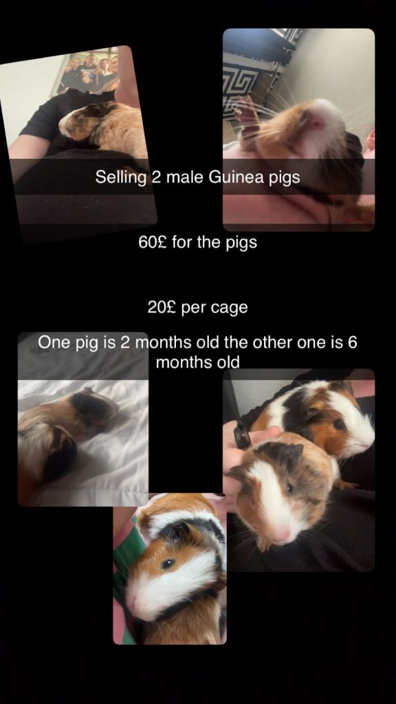 Selling Guinea pigs 
