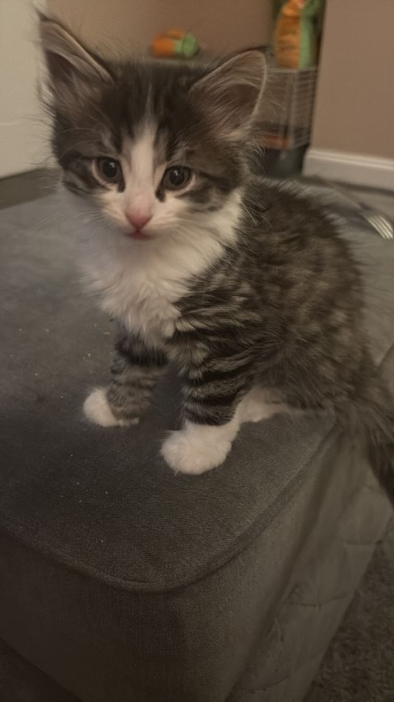 Beautiful kitten's for sale. 