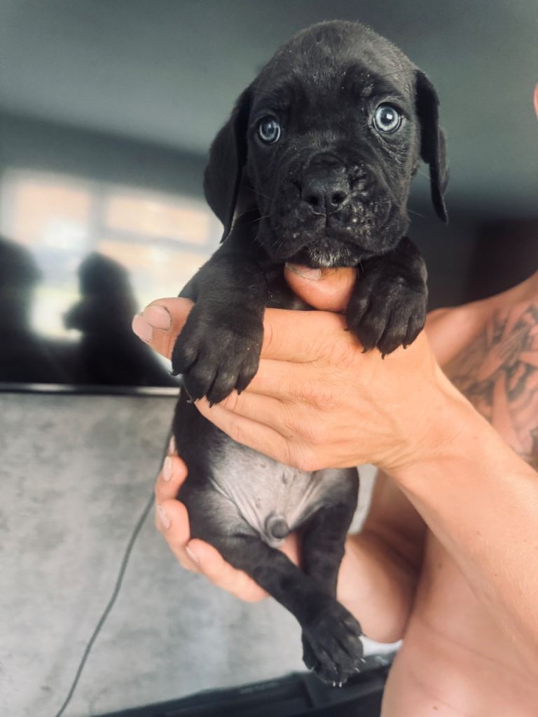 Cane corso puppies