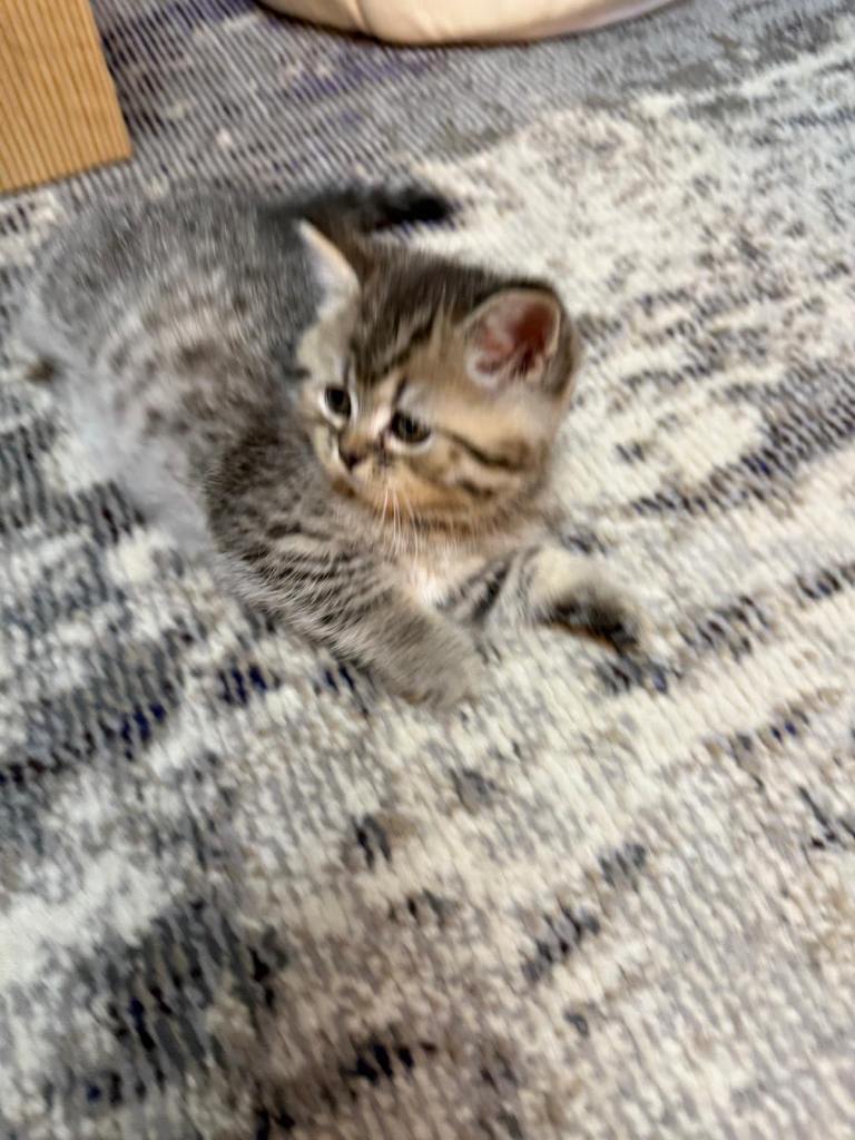 British short hair kittens