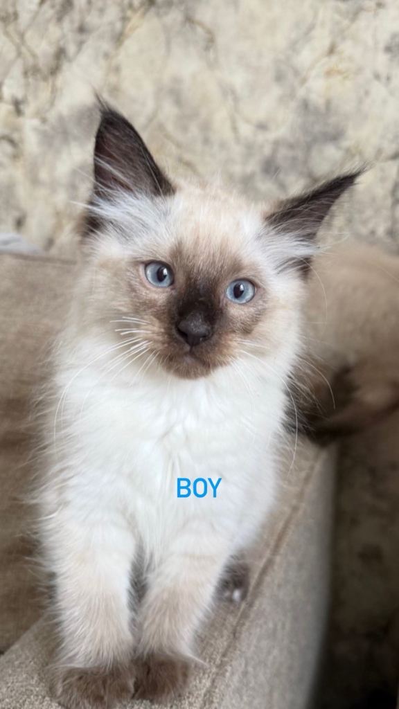 Ragdoll kittens