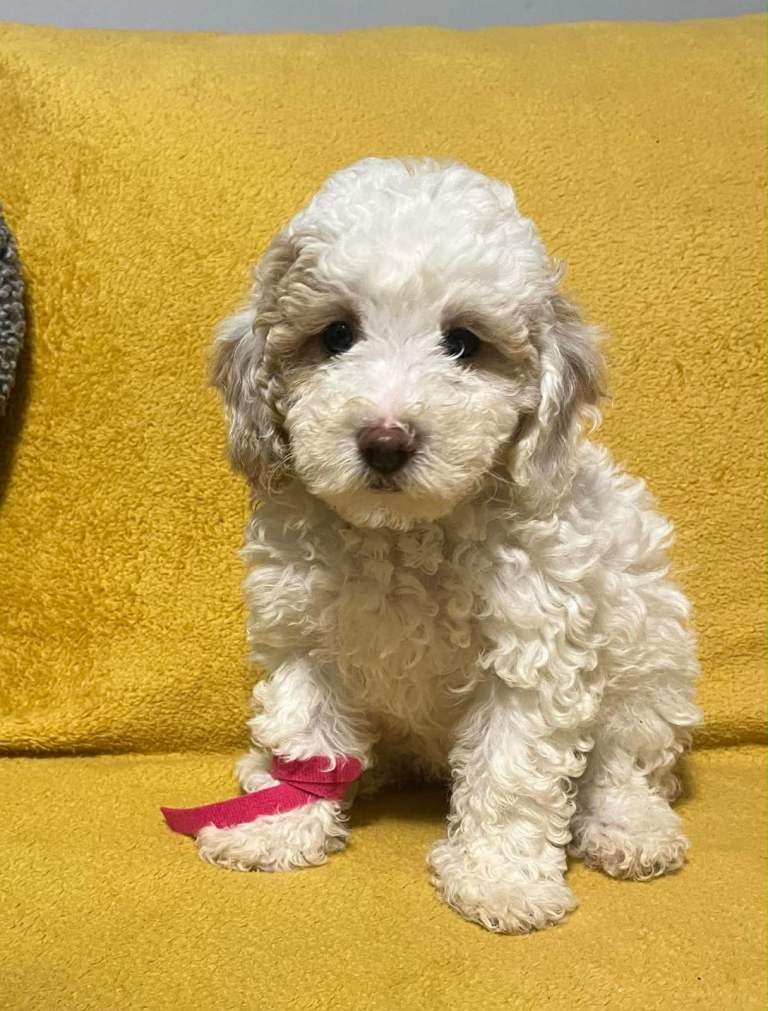  Beautiful Toy Poodle Puppies 