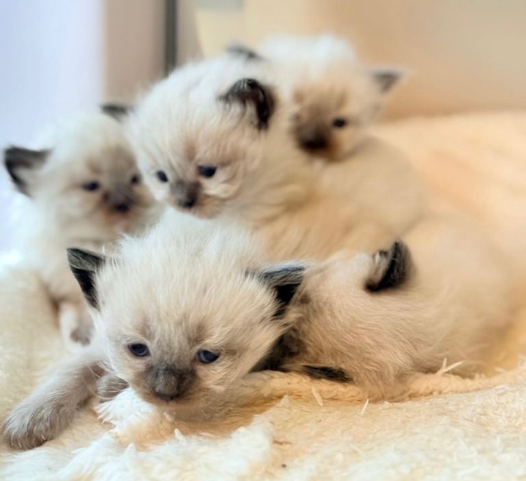 5 gorgeous pure breed ragdoll kittens 