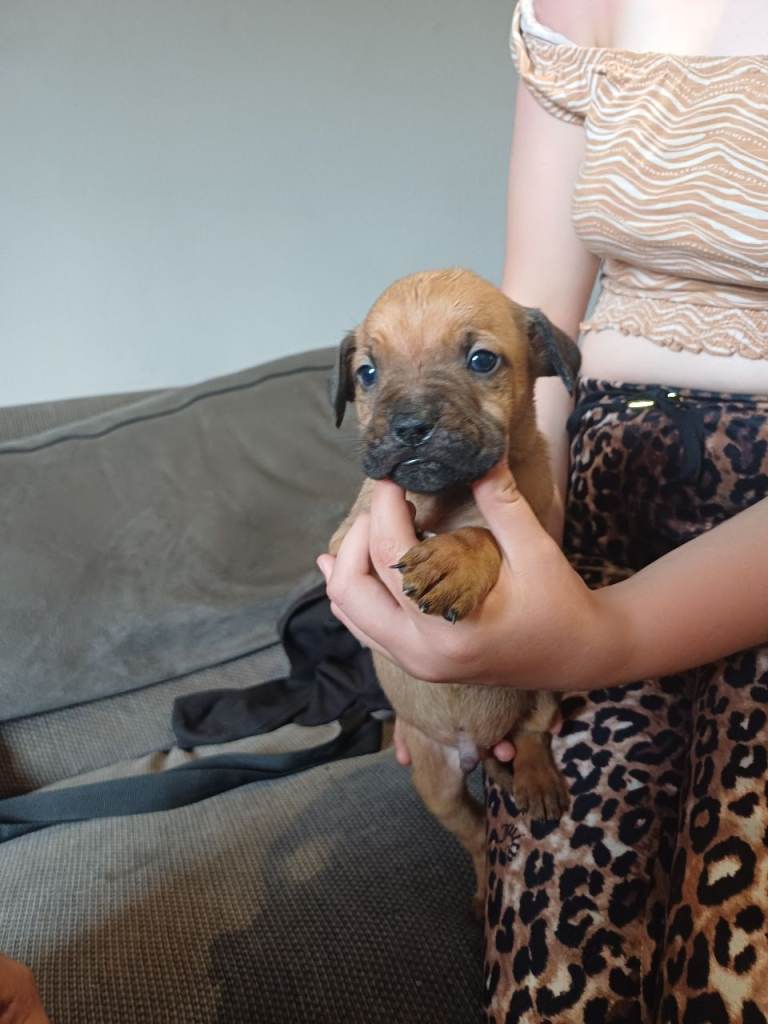 American bully staffy 