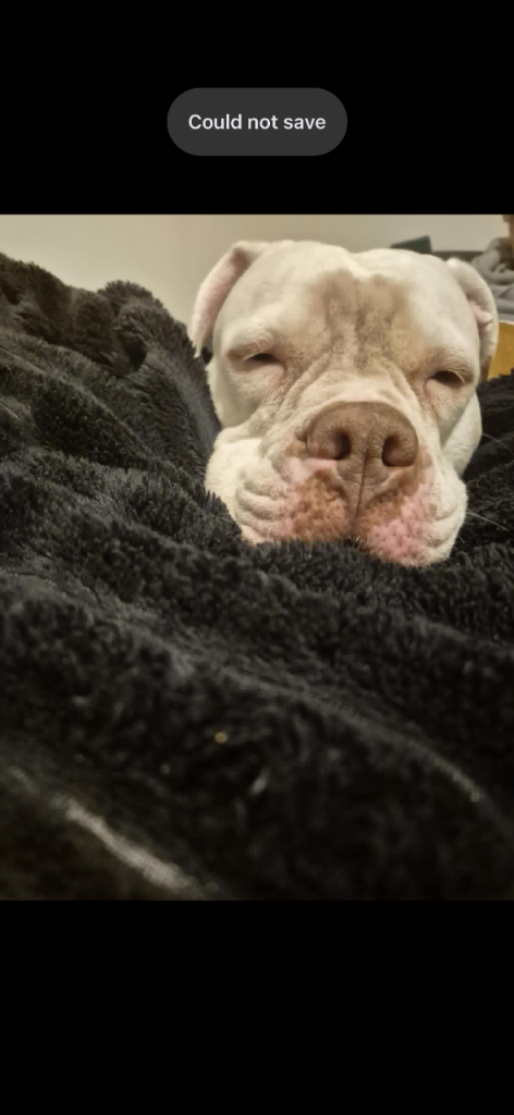 American bulldog for sale